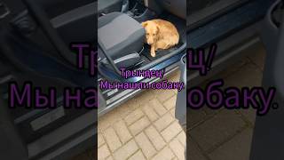 Чей собакен? #собака #ратомка #находка #минскоеморе #качино