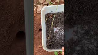 IQ skills using black ants for attack bug for food #shorts