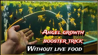 Tips to improve growth rate of your fish fry by dry feed | No live food |