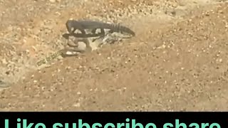 Amazing! King Cobra Died Instantly When Mongoose Like subscribe share DMGChannel9