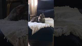 Cats look confused over Shofar sound #pets #shofar #cats