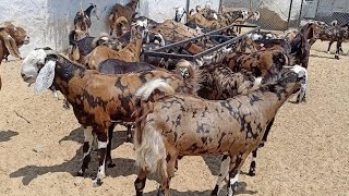 #qurbanicollection // 80se130 kg बकरे // एम जे बकरी फार्म किशनगढ़ || #youtubevideos Sonu.6375303945