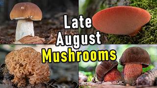 Mushroom Hunting - August 29th 2024 - Bonus: Spore Prints! | Funghi Porcini | Cèpe | Cep | Steinpilz