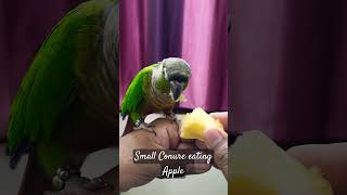 Tamed Small Conure eating Apple | Green cheek conure | #Shorts