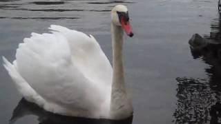 swan