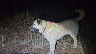 Aslan's usual evening walk. A very quiet evening in the forest