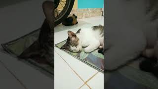 #funnycats #kucing #catsound