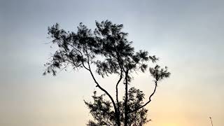 4K Video - Relaxing Beautiful Tree and Leaves blowing in the wind at Sunset -  Free Stock Footage