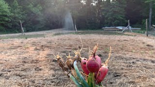 Rare Find! Secluded Homestead for Sale!