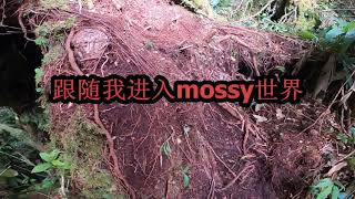 Gunung Siku and Rafflesia tour 金马伦最美的苔藓森林之一 Most beautiful mossy forest in Cameron Highland