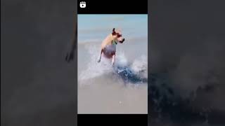 Scaring a Dog | Hilarious Tiktok 🤣 #shorts