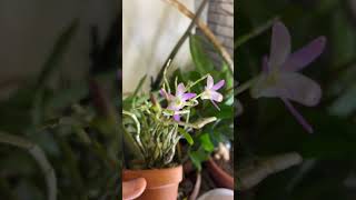 Dendrobium moniliforme