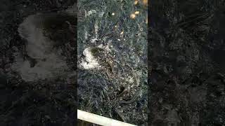 Feeding tilapia fish