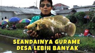 VIRAL !! MANCING BORONGAN GURAME DESA & GURAME BABON 2.7 JUTA