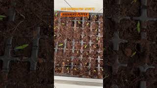 Kickstarting Spice: Habanero Pepper Seed Germination Secrets | #habanero #germinatingseeds