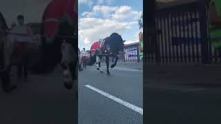 Horse Dancing # #shortvideo #viralshortvideo #viralvideo #bestvideo #2023