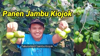 Panen Jambu Kiojok Tanam Di Pot