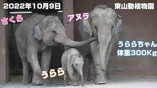 命名うらら　体重300Kg　東山動植物園　2022年10月9日