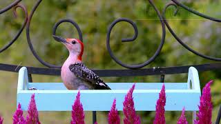 MORE Birds Extras Footage No.120 Lensmyth Cat TV