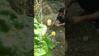 Watering and caring for sponge gourd plant #nature #farming #spongegourd #shorts