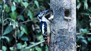 himalayan woodpecker 2