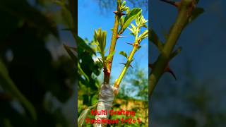 #grafting #technique #naturefarm #gardening #কলম #fruit #multigrafting #shorts #shortvideo