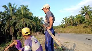 Replanting sawit di jurang yang curam..