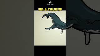 DNA and Evolution