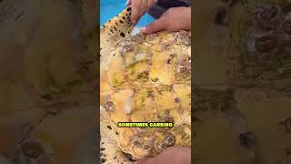 Removing Barnacles to Save Sea Turtles! 😱 Barnacle vs Turtle! #shorts #shortsviral #shortsfeed