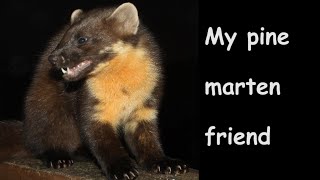 Pine marten friend