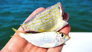 Fishing Live Bait & Cut Bait for Inshore SLAMS