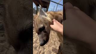 Hyena Sniffs