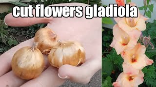 Dollar Tree gladiolus vlog