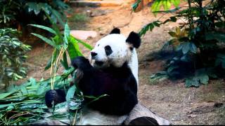 Greedy & Happy Panda at Ocean Park, Hong Kong