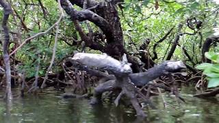 Jalan-Jalan Ke Wakatobi / Kaledupa ( Hutan Mangrove Tanomeha)