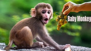 Amazing Baby Monkey Playing And Eating Fruits | Baby Cute Monkey Smart 2021