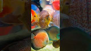 5 neon tetra tank mates|| tank mates