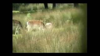 Deers- Mission BC