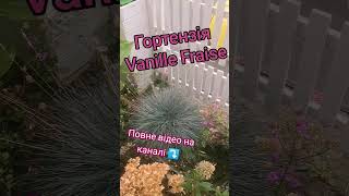 Вітаю ПІДПИШИСЬ SUBSCRIBE #diy#planter #ideas#hortensje #homegarden#homegrown#hydrangeaflower#garden