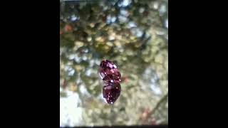 Genuine Rubellite Tourmaline from thecoveatfoxhollow.com