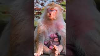 Ep400. Adorable Monkey Has the Cutest Reaction to Meeting a New Friend