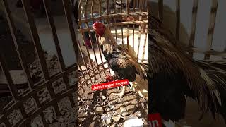 bejo di pagi hari #pecintaayam #ayamkampung #ayam #ayambangkokindonesia #hobyayam