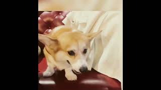 Singing dog #funny #dog #shortvideo #corgidoge