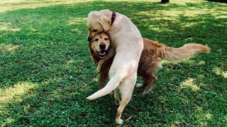 Golden retriever respinge un corteggiamento serrato