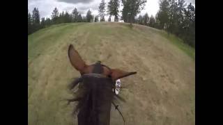 Novice at Spokane Sport Horse Farm aboard Matinee May 2016