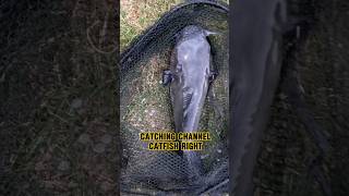 HOW TO Catch BIG Catfish From The BANK!! #shorts #fishing #catfish