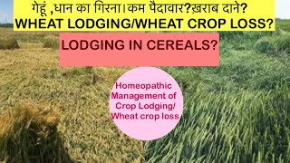 Homeopathic Management of #wheat_lodging.Lodging in Cereals.गेहूं का नीचे गिरना रोकें।#crop_lodging