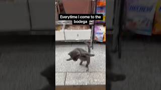 Bodega Cats are the best 🤣🤣 #cat #bodega #nyc #deli