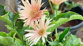 सर्दियों के बचाएं हुए पौधों को बारिश में मरने से कैसे बचाएं?how to save winter plant in monsoon ?