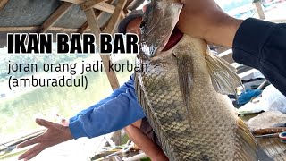 MANCING CIRATA# BABON NGAMUK sikat habis semua joran tetangga